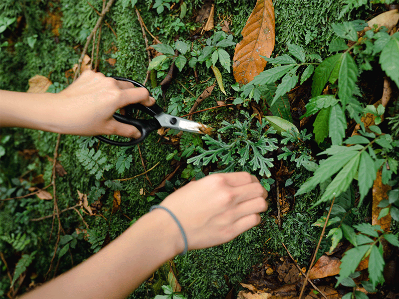 ❈ 蕨類探險家:苔球植物小島 ❊ ❈ 蕨類探險家:苔球植物小島 ❊
