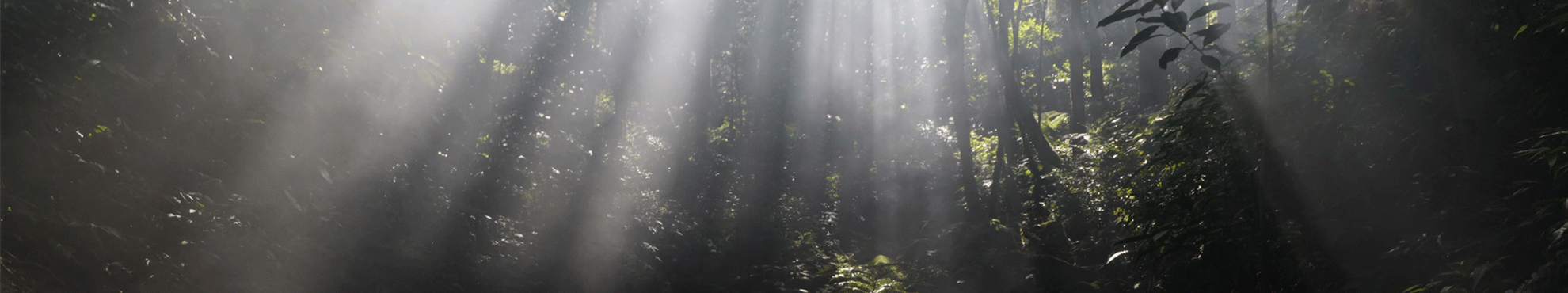 ❈ 植物探險家：葉子敲拓染印 ❊