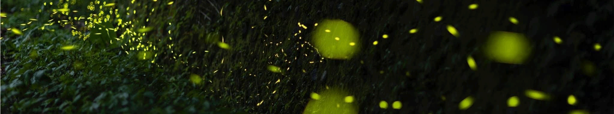 【初夏季節限定】❈ 螢光閃閃：螢火蟲生態探索 ❊