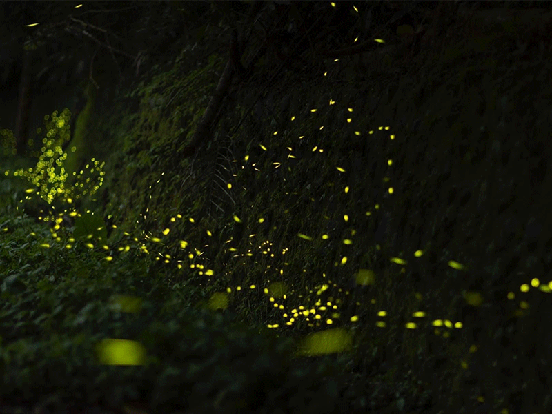 【初夏季節限定】❈ 螢光閃閃：螢火蟲生態探索 ❊