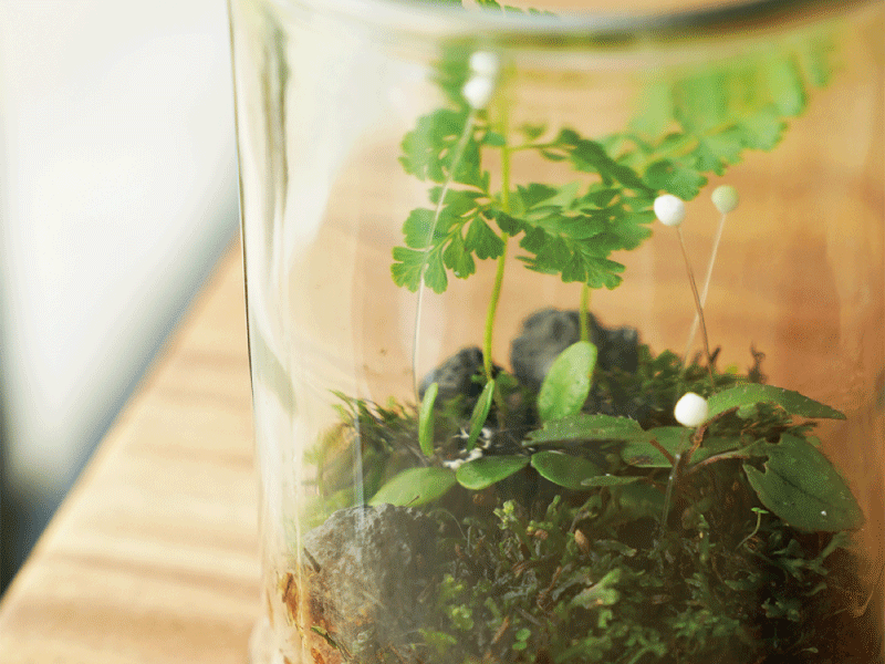 【開放報名】❈ 螢火蟲季限定版:植物生態瓶 ❊ 【開放報名】❈ 螢火蟲季限定版:植物生態瓶 ❊