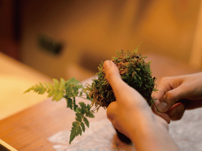 ❈ 蕨類探險家:苔球植物小島 ❊ ❈ 蕨類探險家:苔球植物小島 ❊