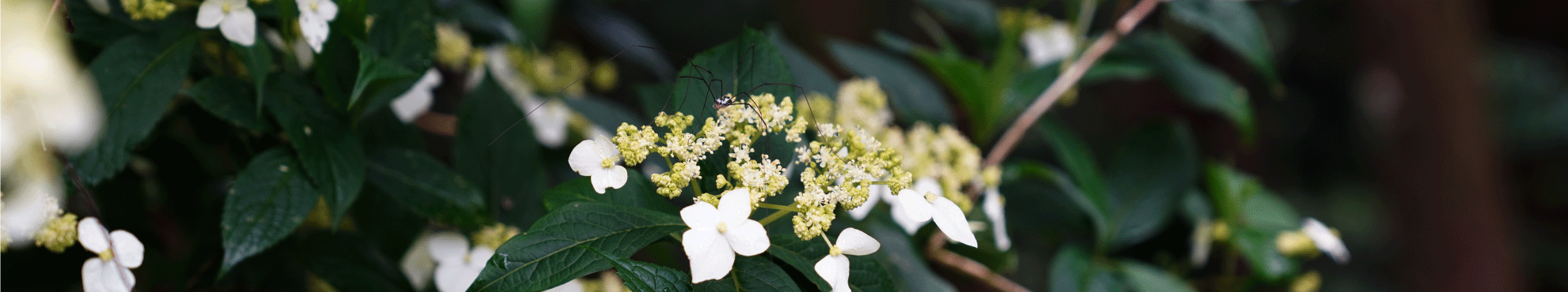 ❈ 禾煦熊空 X 興趣誌【植物昆蟲課】