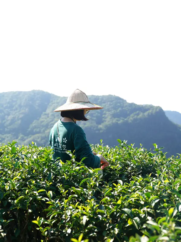 茶園巡禮:走進有機熊空茶園 茶園巡禮:走進有機熊空茶園