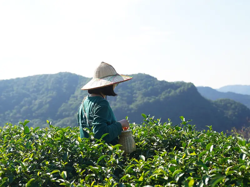 茶園巡禮：走進有機熊空茶園