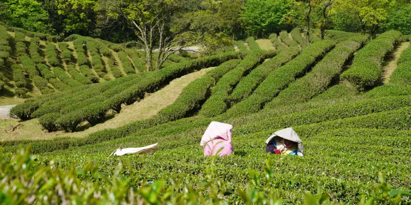 茶園巡禮:走進有機熊空茶園 茶園巡禮:走進有機熊空茶園