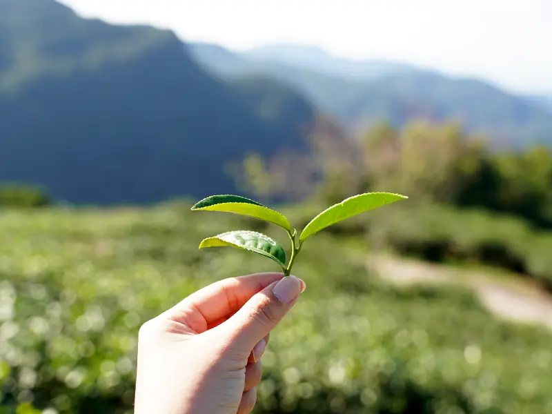 茶園巡禮:走進有機熊空茶園 茶園巡禮:走進有機熊空茶園