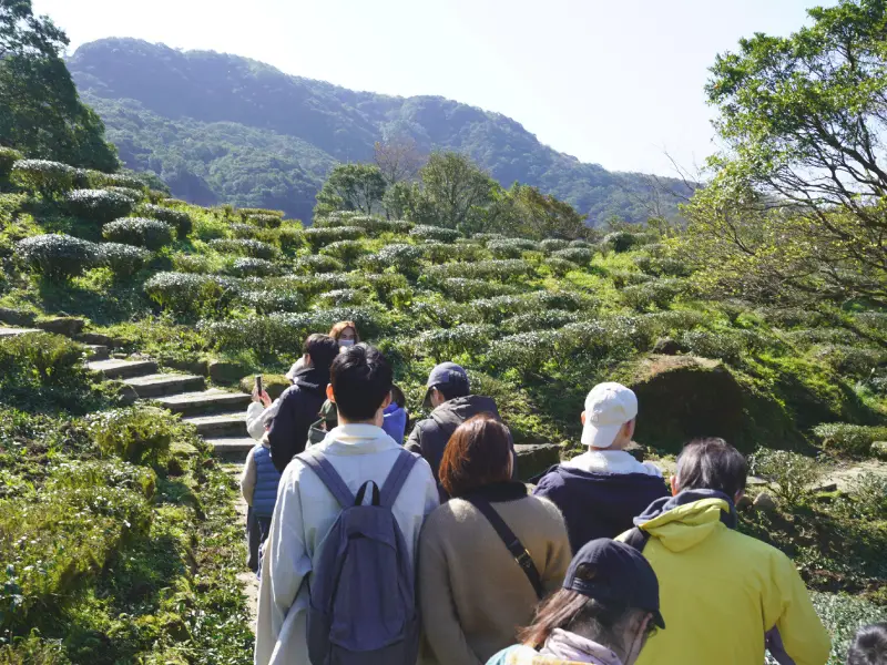 茶園巡禮:走進有機熊空茶園 茶園巡禮:走進有機熊空茶園