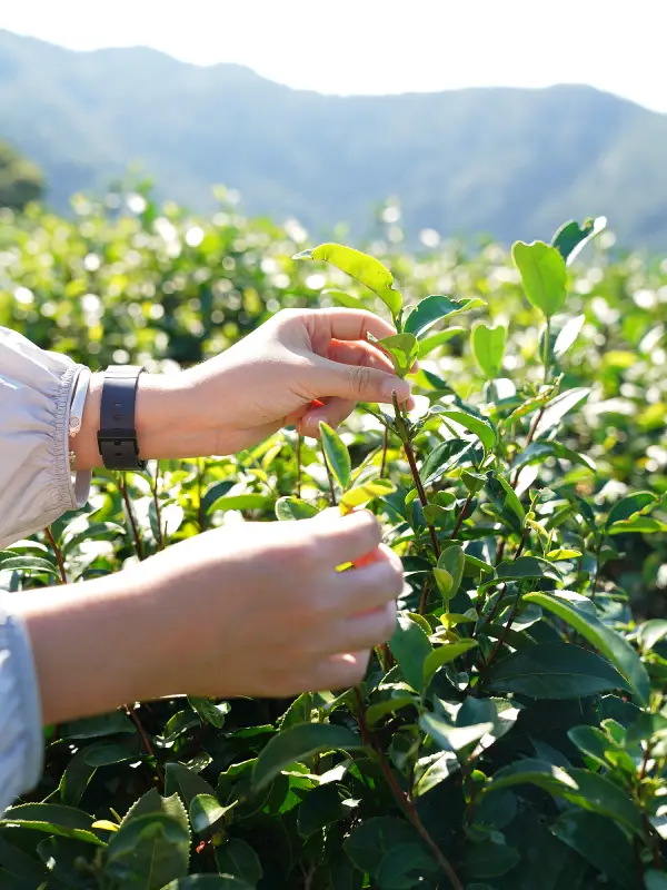 茶園巡禮:走進有機熊空茶園 茶園巡禮:走進有機熊空茶園