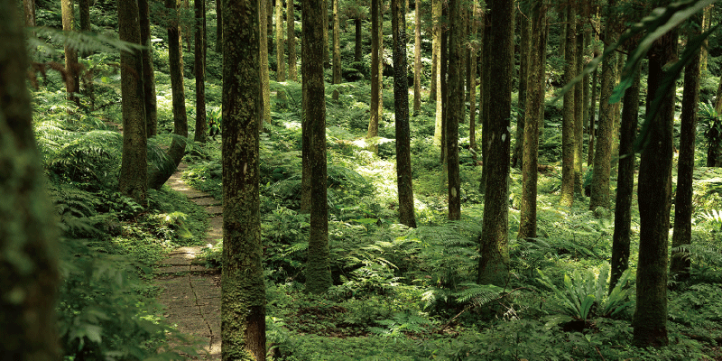 ❈ 森林香氛:天然原木香氛蠟燭 ❊ ❈ 森林香氛:天然原木香氛蠟燭 ❊