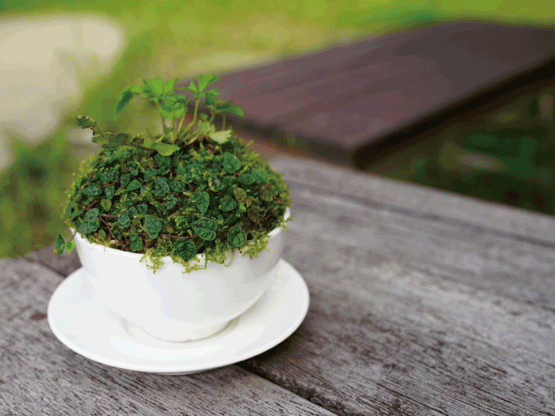 🍵 蕨類探蘚家：蘚飯蘚杯🍚