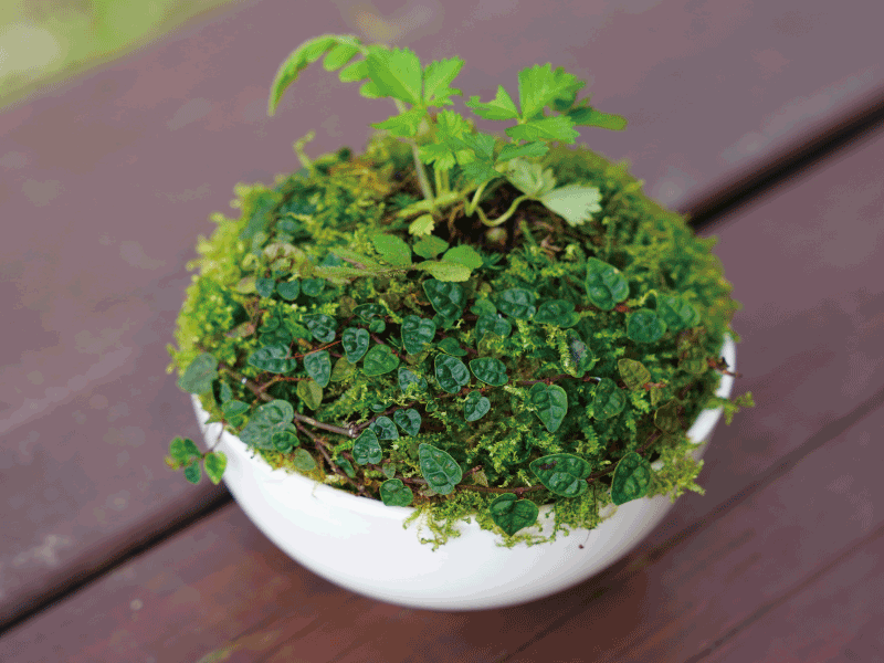 🍵 蕨類探蘚家：蘚飯蘚杯🍚