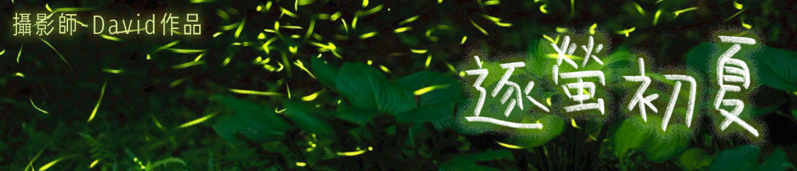 🍵 蕨類探蘚家：蘚飯蘚杯🍚