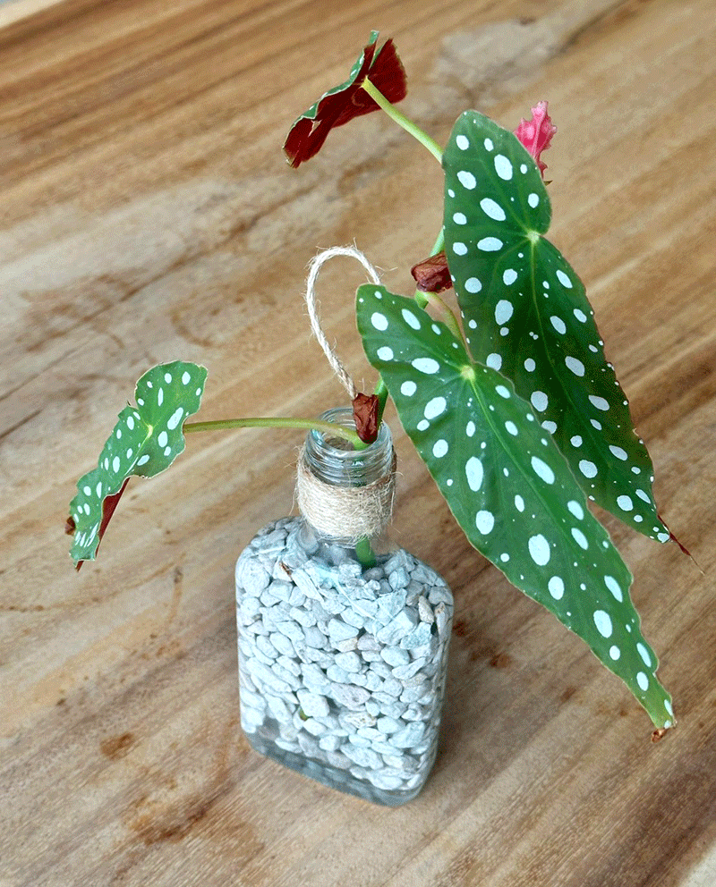🦗茶山昆蟲偵探×小小植物學家🌱 🦗茶山昆蟲偵探×小小植物學家🌱