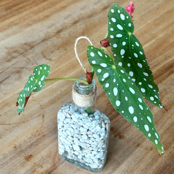 🦗茶山昆蟲偵探×小小植物學家🌱 🦗茶山昆蟲偵探×小小植物學家🌱