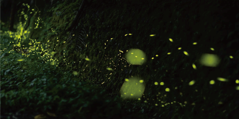 ❈ 螢火蟲季限定版：螢火花草瓶 ❊