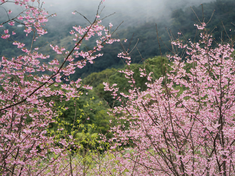 ❈ 櫻花季活動 #即將上線 ❊