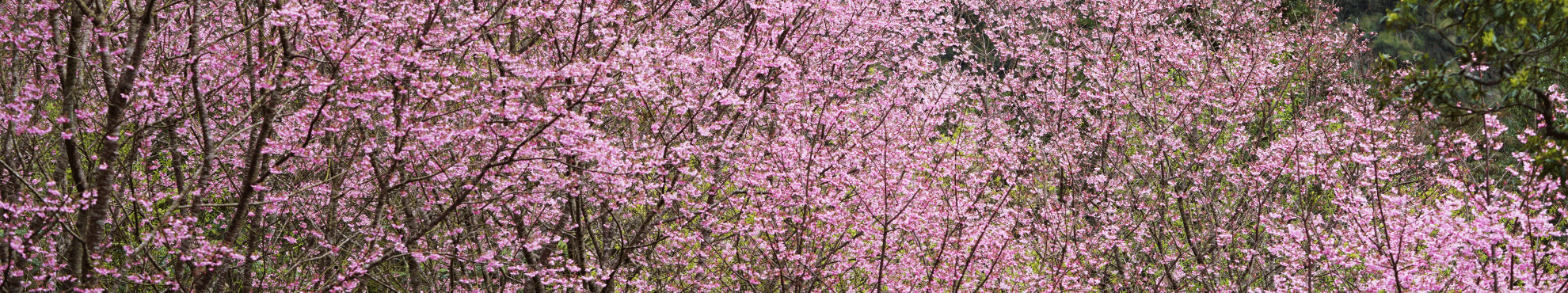 ❈ 櫻花季活動 #即將上線 ❊