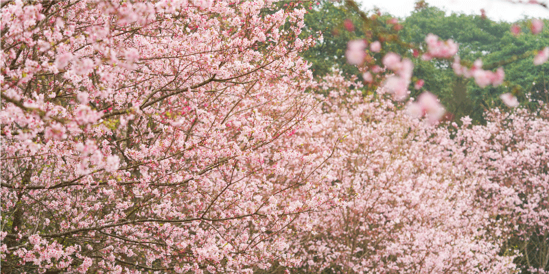 ❈ 櫻花季活動 #即將上線 ❊