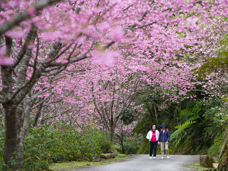 ❈ 禾煦熊空｜櫻花園區導覽 🌸