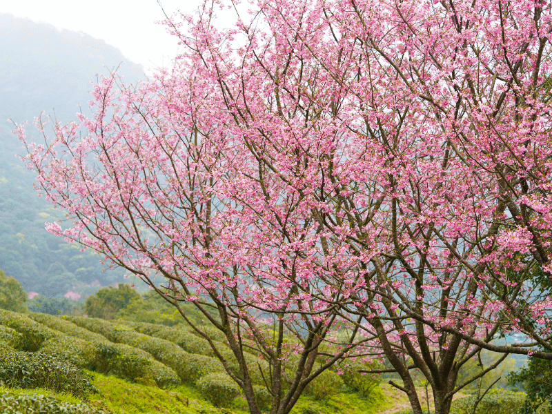 ❈ 禾煦熊空|櫻花園區導覽 🌸 ❈ 禾煦熊空|櫻花園區導覽 🌸