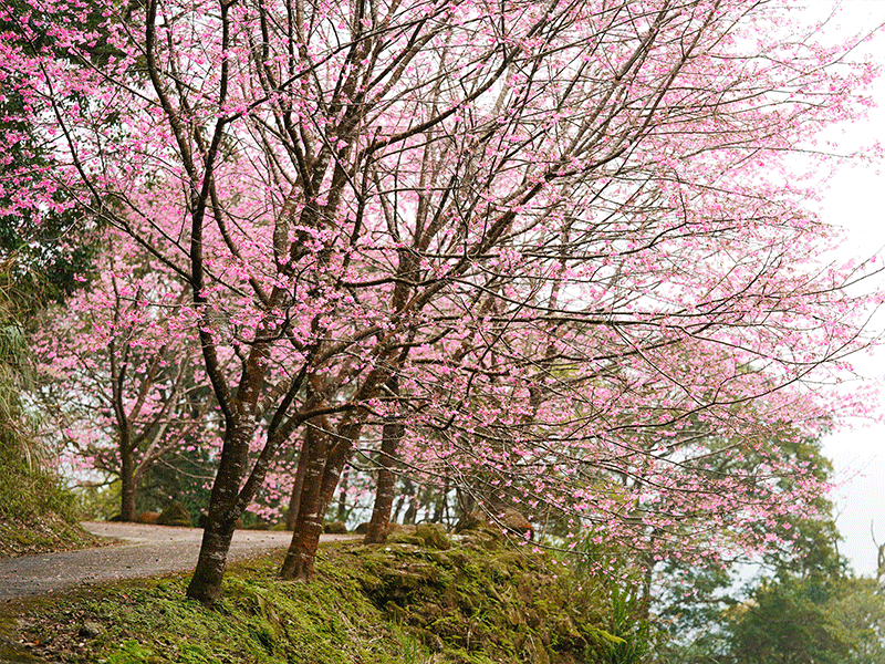 ❈ 禾煦熊空|櫻花園區導覽 🌸 ❈ 禾煦熊空|櫻花園區導覽 🌸
