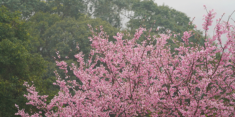 ❈ 禾煦熊空|櫻花園區導覽 🌸 ❈ 禾煦熊空|櫻花園區導覽 🌸