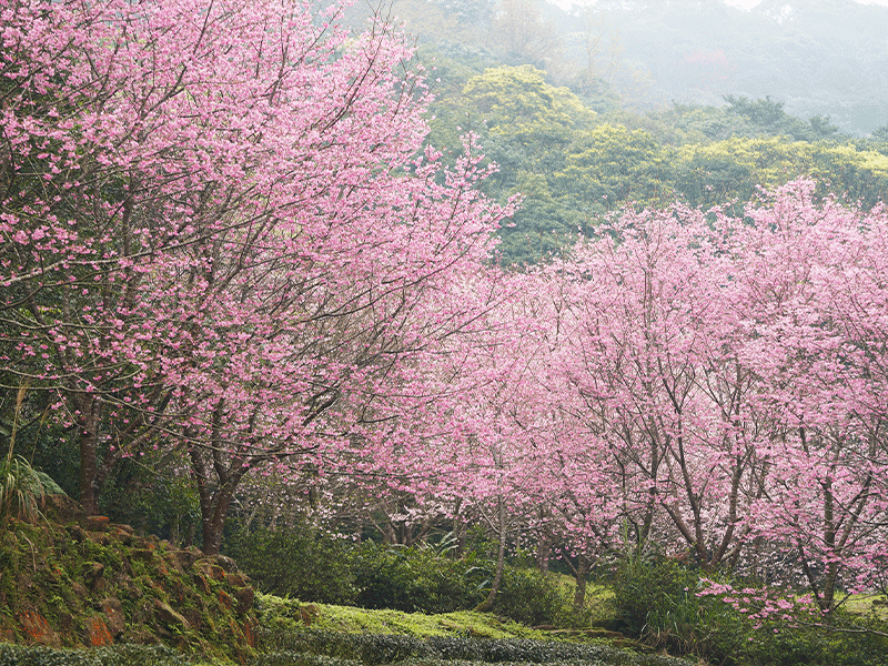 ❈ 禾煦熊空|櫻花園區導覽 🌸 ❈ 禾煦熊空|櫻花園區導覽 🌸
