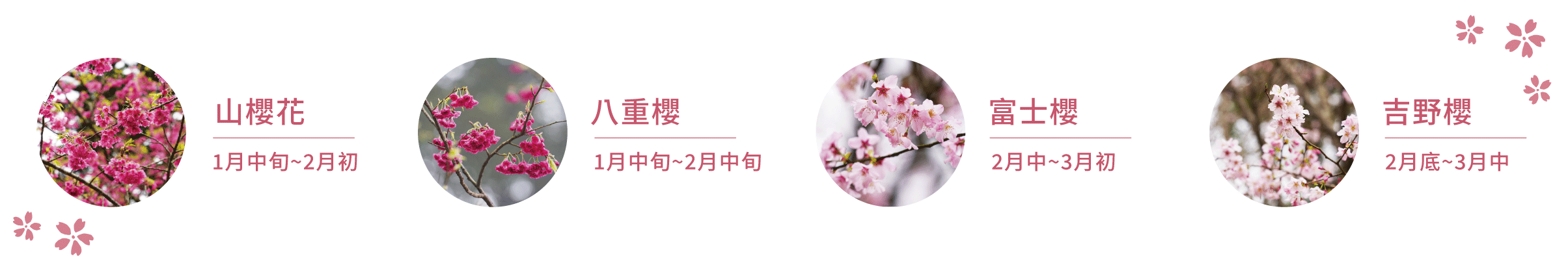 ❈ 禾煦熊空|櫻花園區導覽 🌸 ❈ 禾煦熊空|櫻花園區導覽 🌸