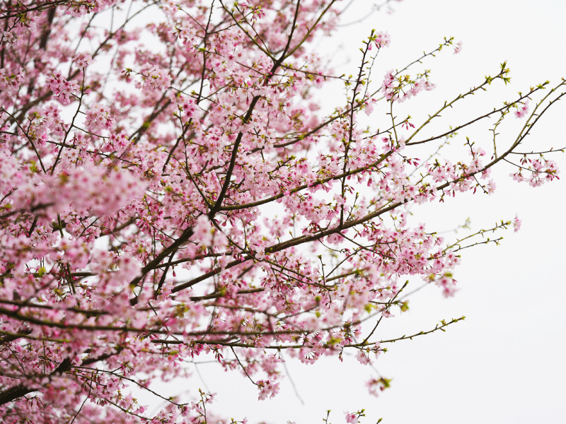 【𝟐𝟎𝟐𝟓 櫻花季🌸結束】