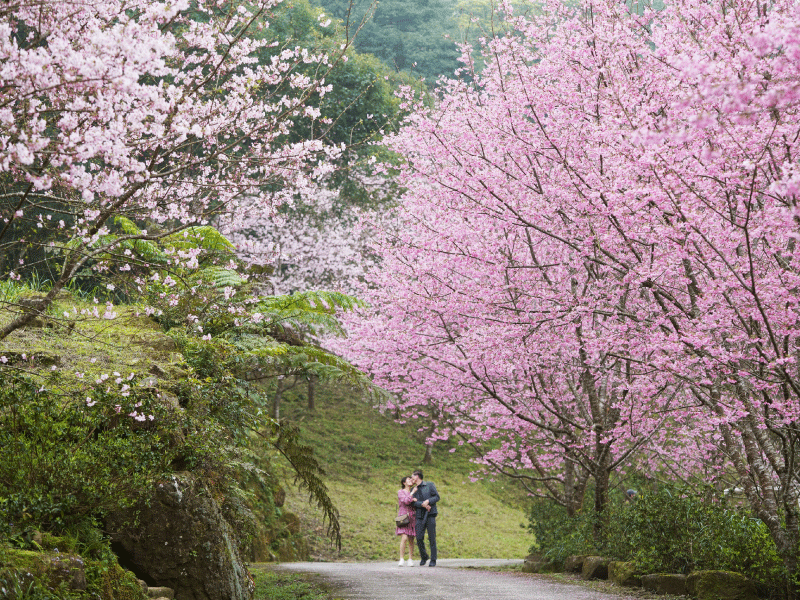 【𝟐𝟎𝟐𝟓 櫻花季🌸結束】