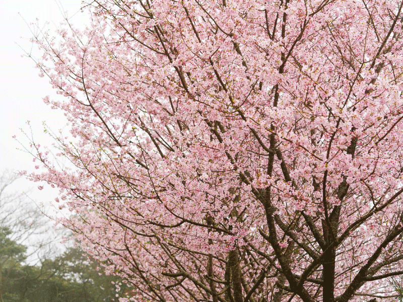 【𝟐𝟎𝟐𝟓 櫻花季🌸結束】