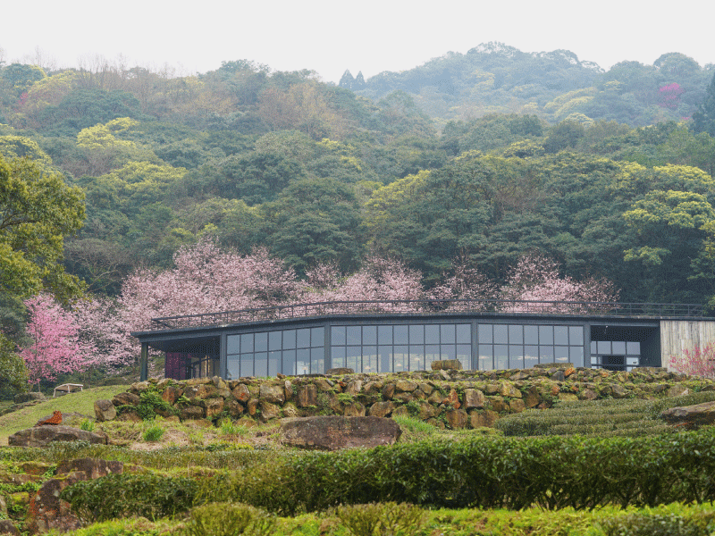 【𝟐𝟎𝟐𝟓 櫻花季🌸結束】