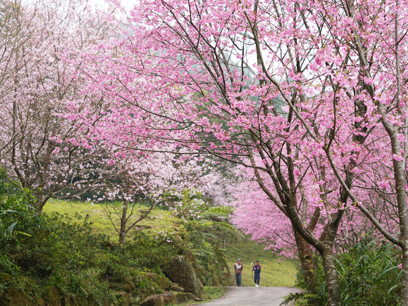 【𝟐𝟎𝟐𝟓 櫻花季🌸結束】