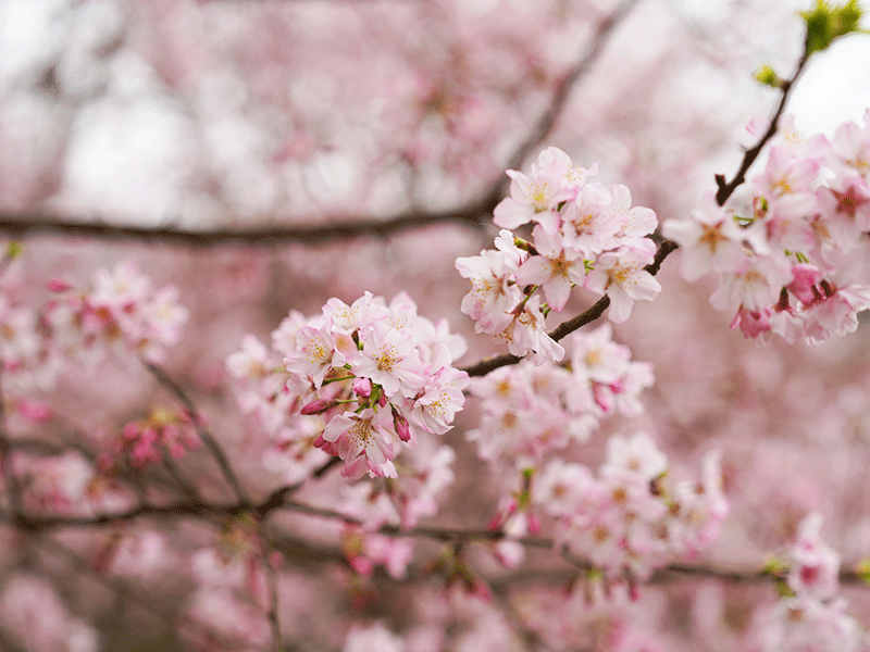 【𝟐𝟎𝟐𝟓 櫻花季🌸結束】