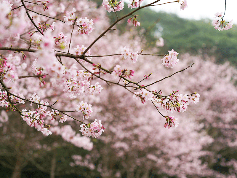 【𝟐𝟎𝟐𝟓 櫻花季🌸結束】