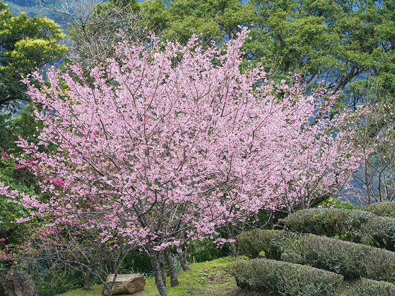 【𝟐𝟎𝟐𝟓 櫻花季🌸結束】