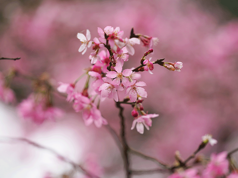 【𝟐𝟎𝟐𝟓 櫻花季🌸結束】