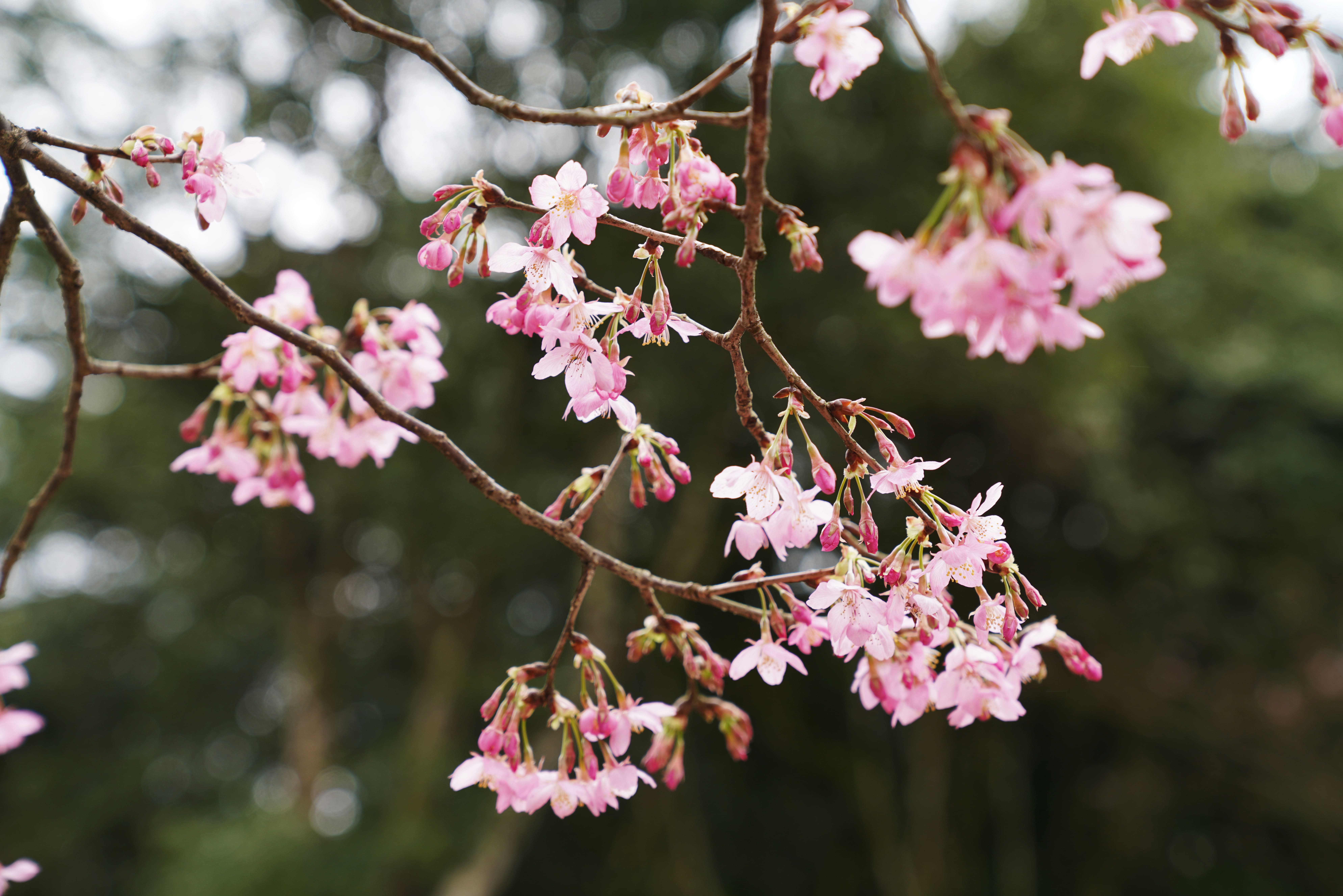 【櫻花季🌸賞花趣】富士櫻篇