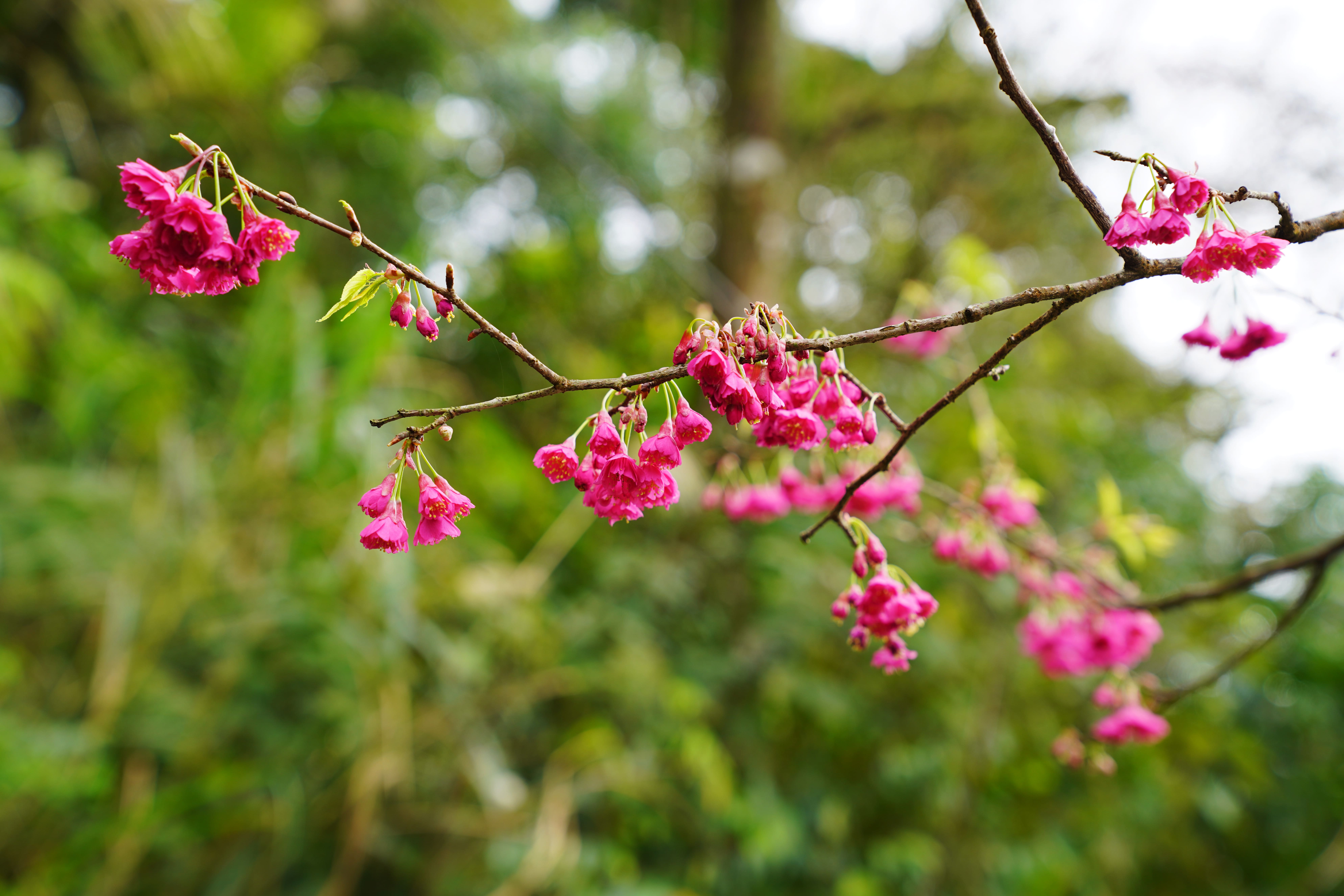 【櫻花季🌸賞花趣】八重櫻篇