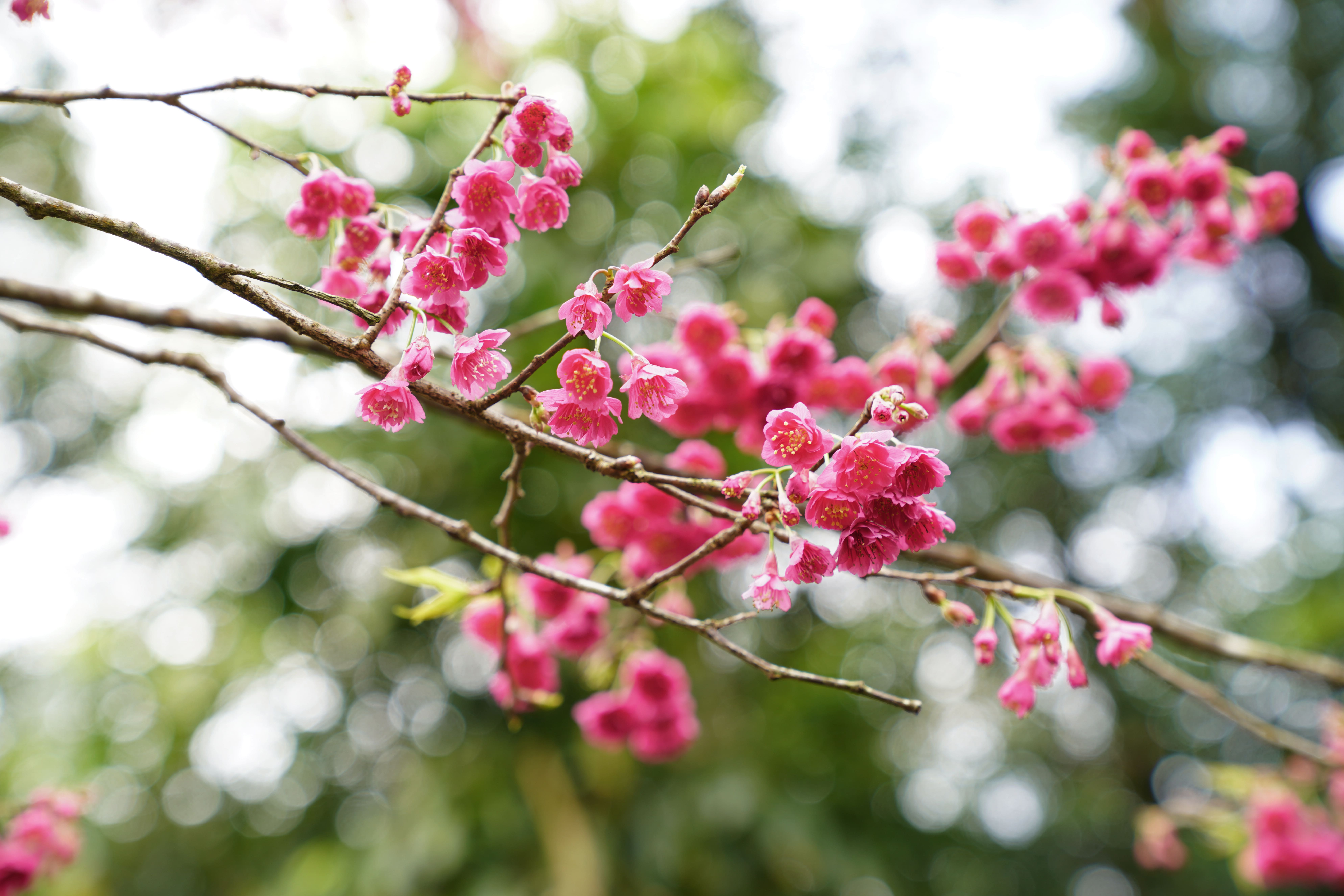 【櫻花季🌸賞花趣】八重櫻篇