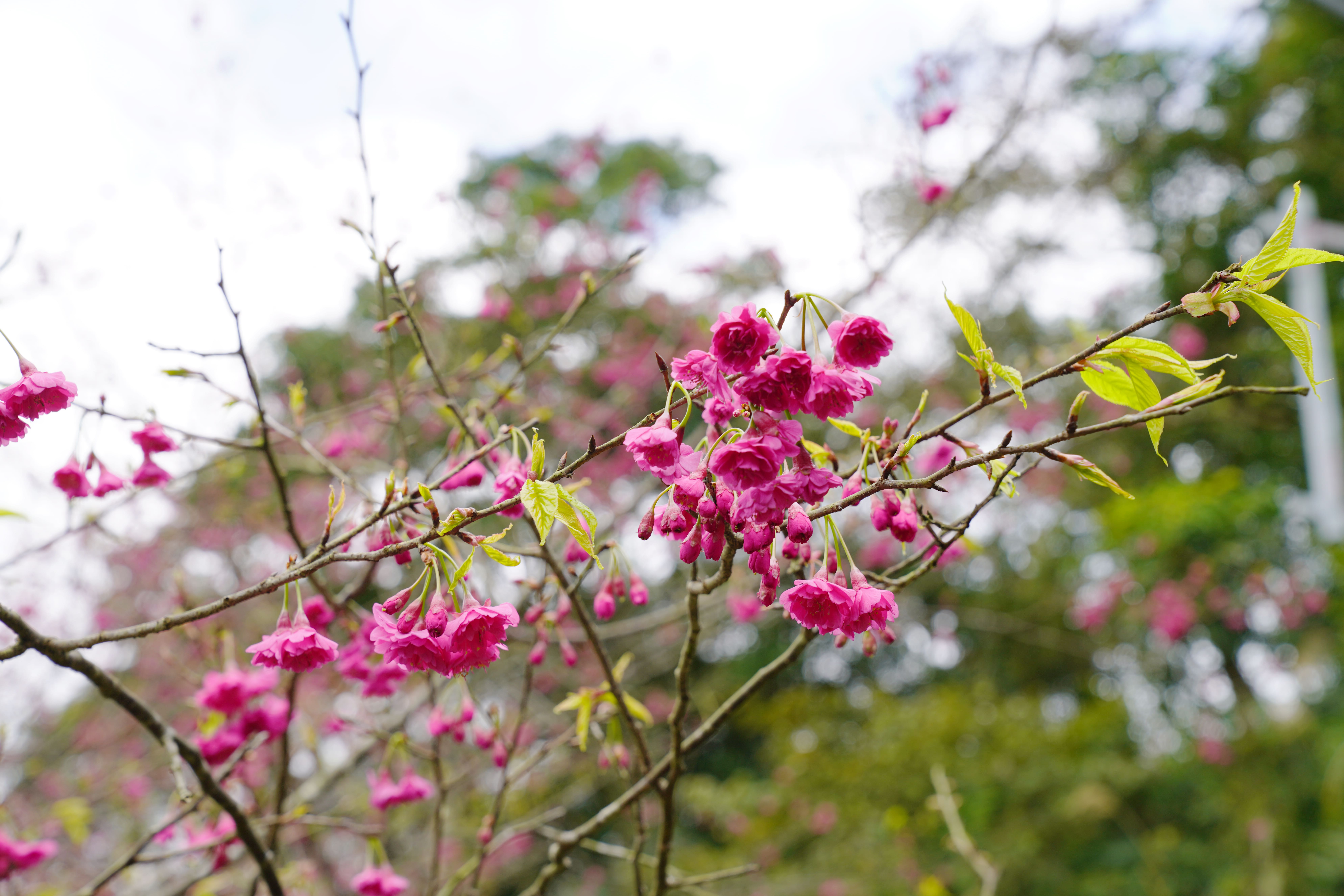【櫻花季🌸賞花趣】八重櫻篇