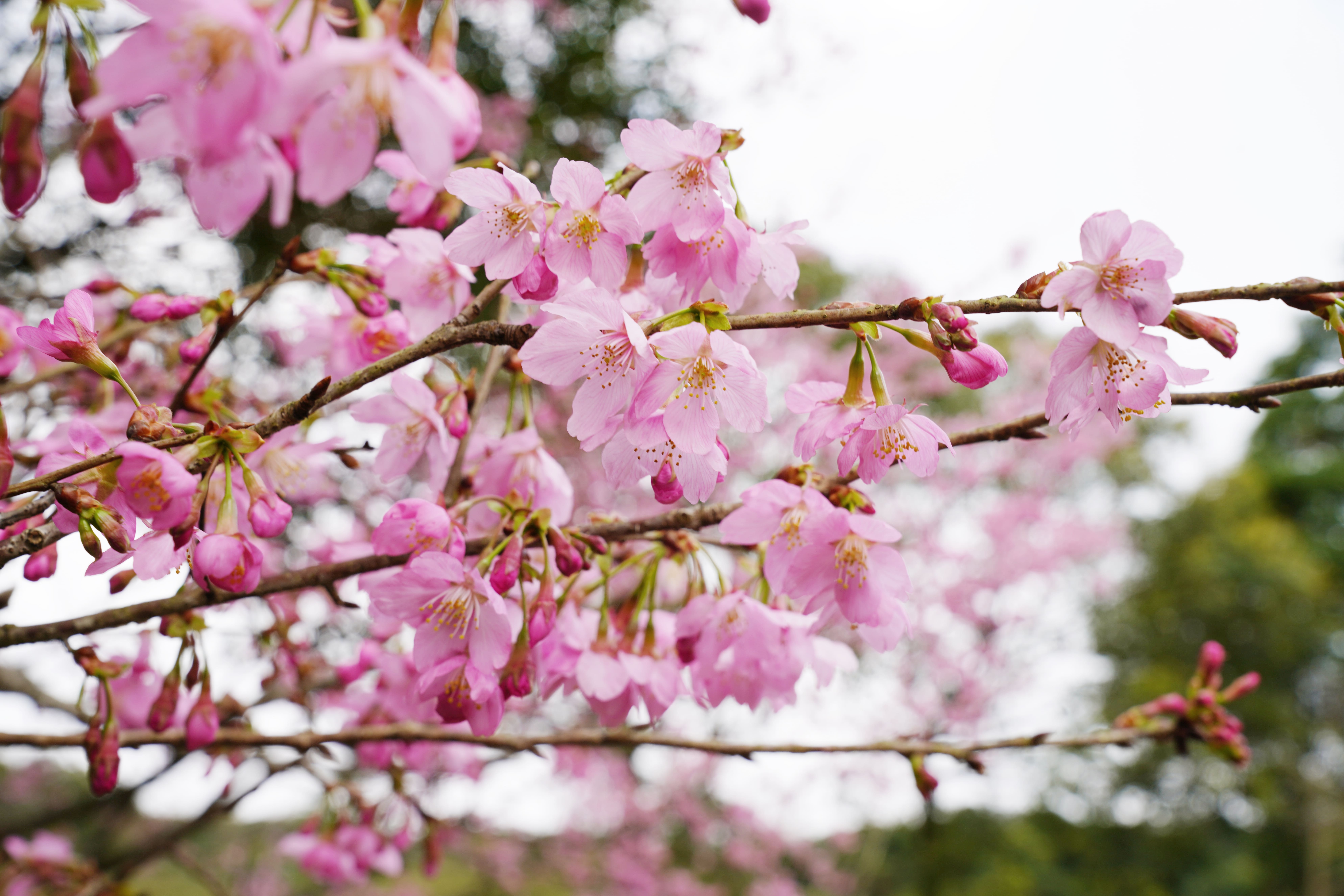 【櫻花季🌸賞花趣】富士櫻篇