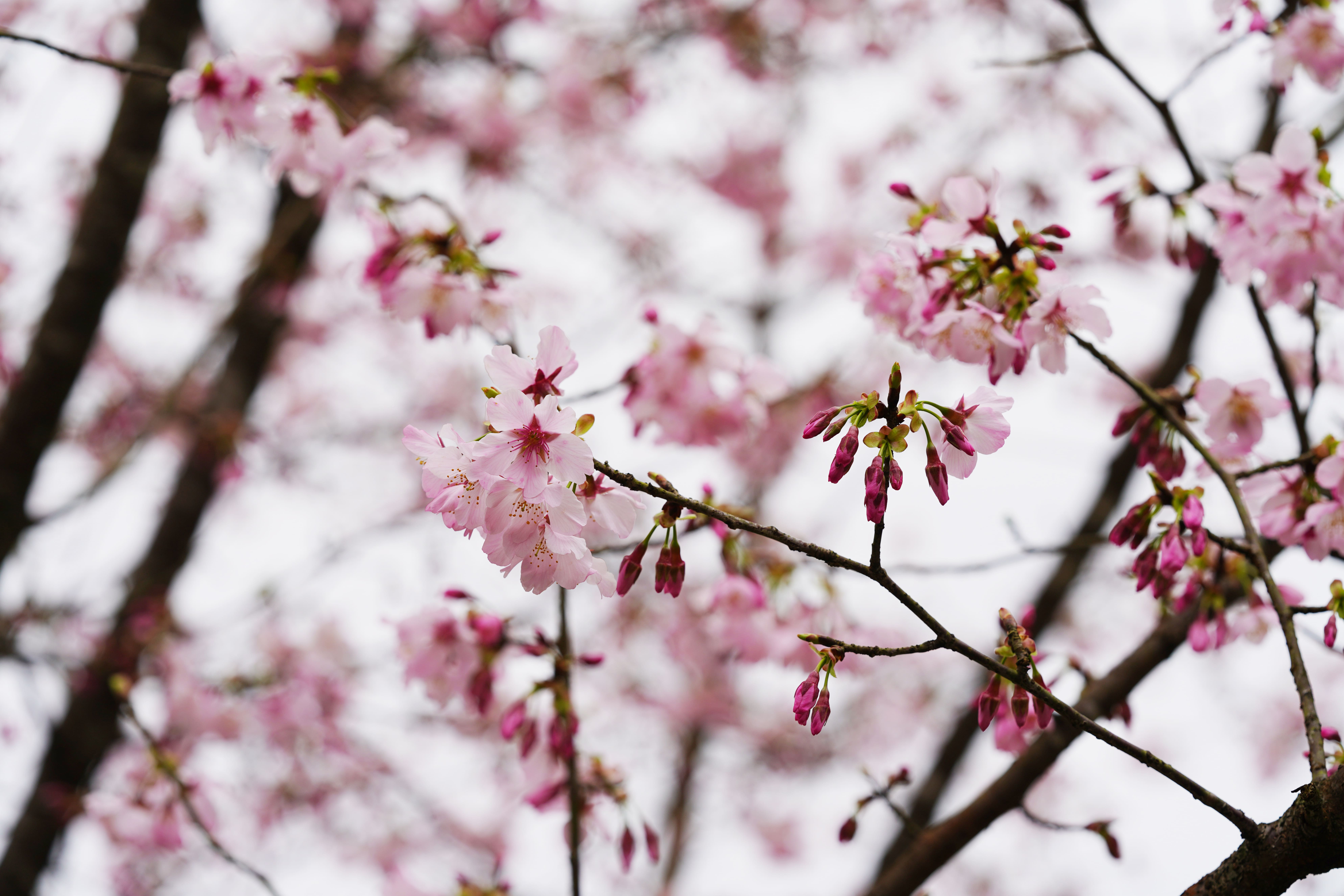 【櫻花季🌸賞花趣】吉野櫻篇