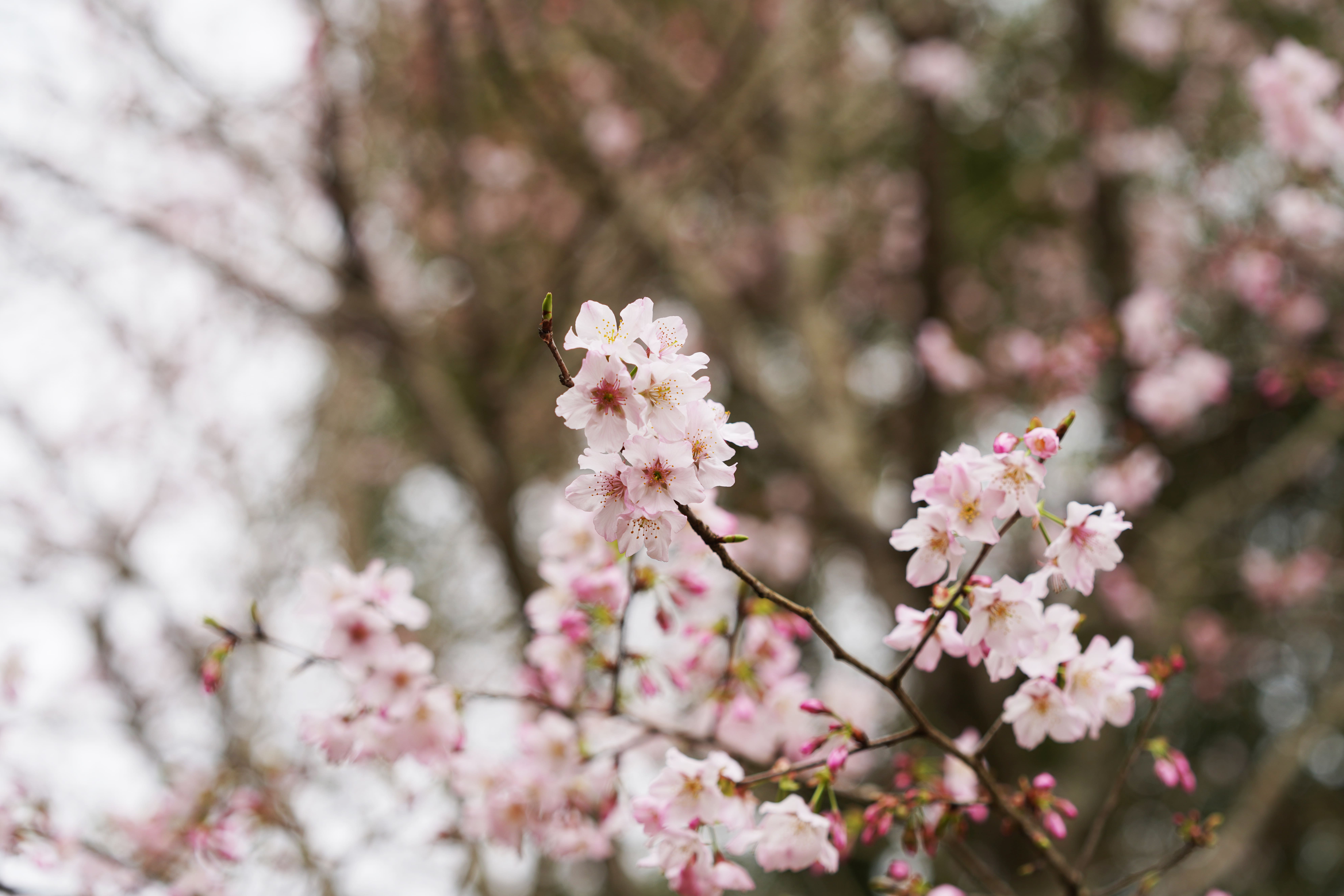 【櫻花季🌸賞花趣】吉野櫻篇