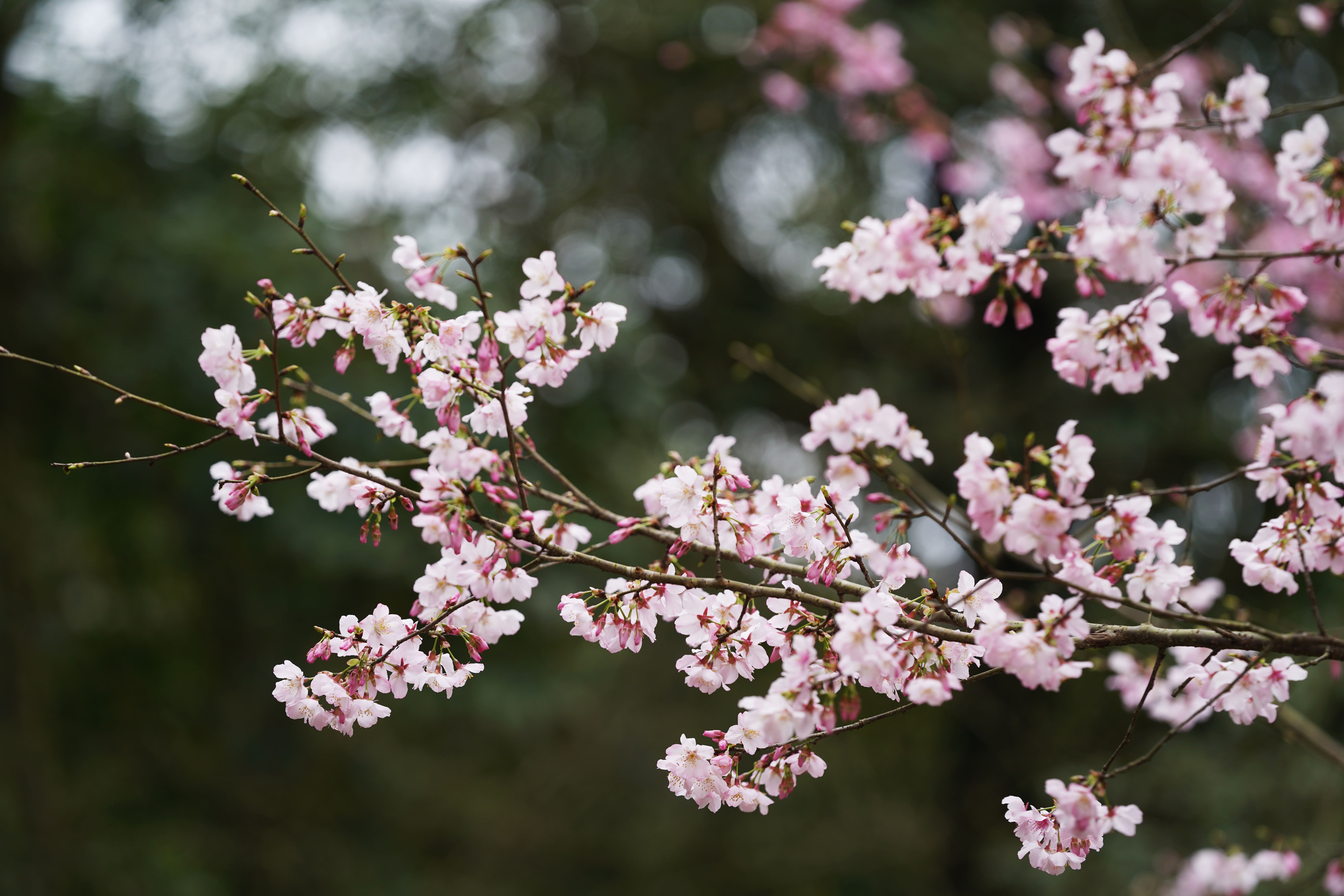 【櫻花季🌸賞花趣】吉野櫻篇