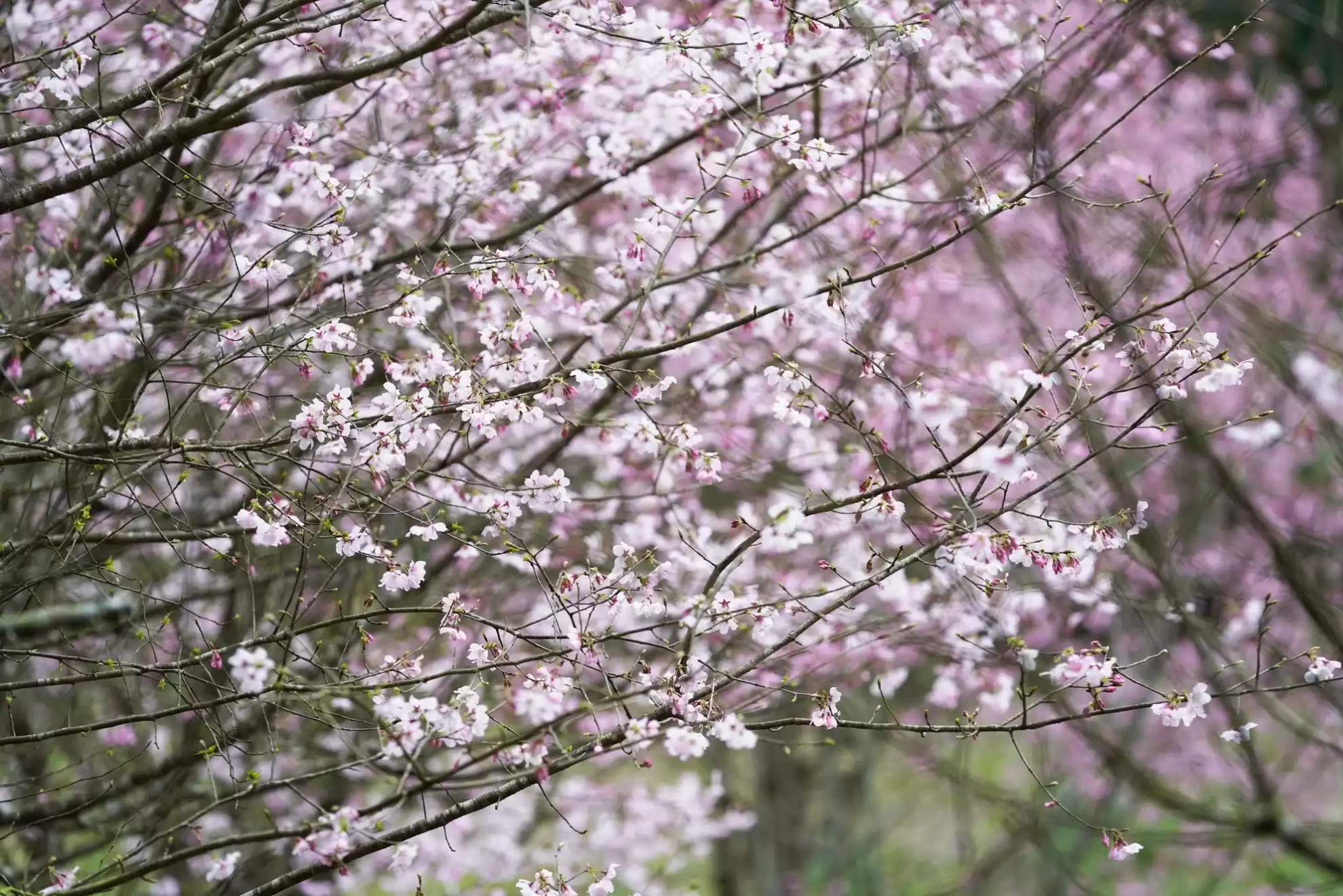 【櫻花季🌸賞花趣】吉野櫻篇