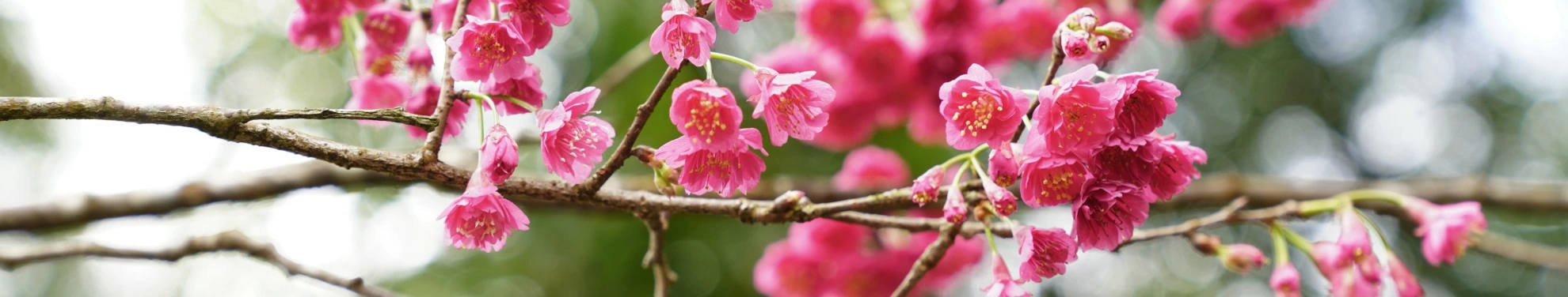 【櫻花季🌸賞花趣】八重櫻篇