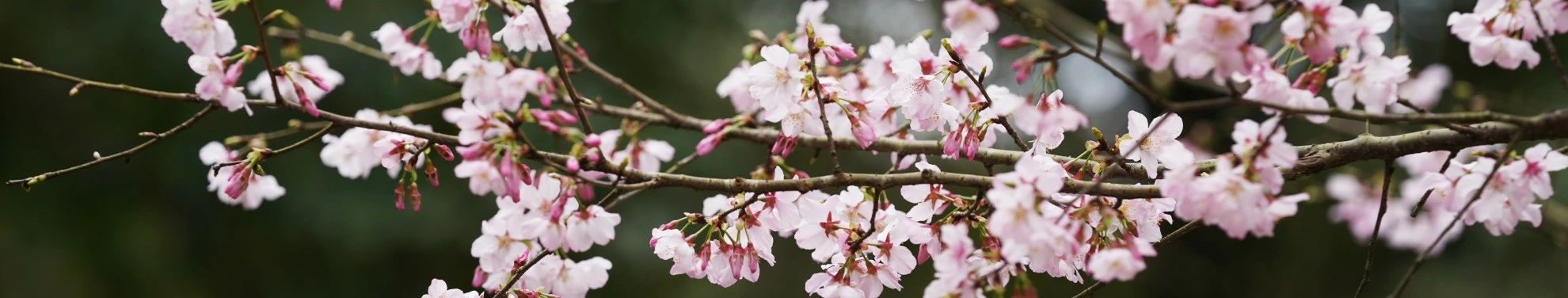 【櫻花季🌸賞花趣】吉野櫻篇
