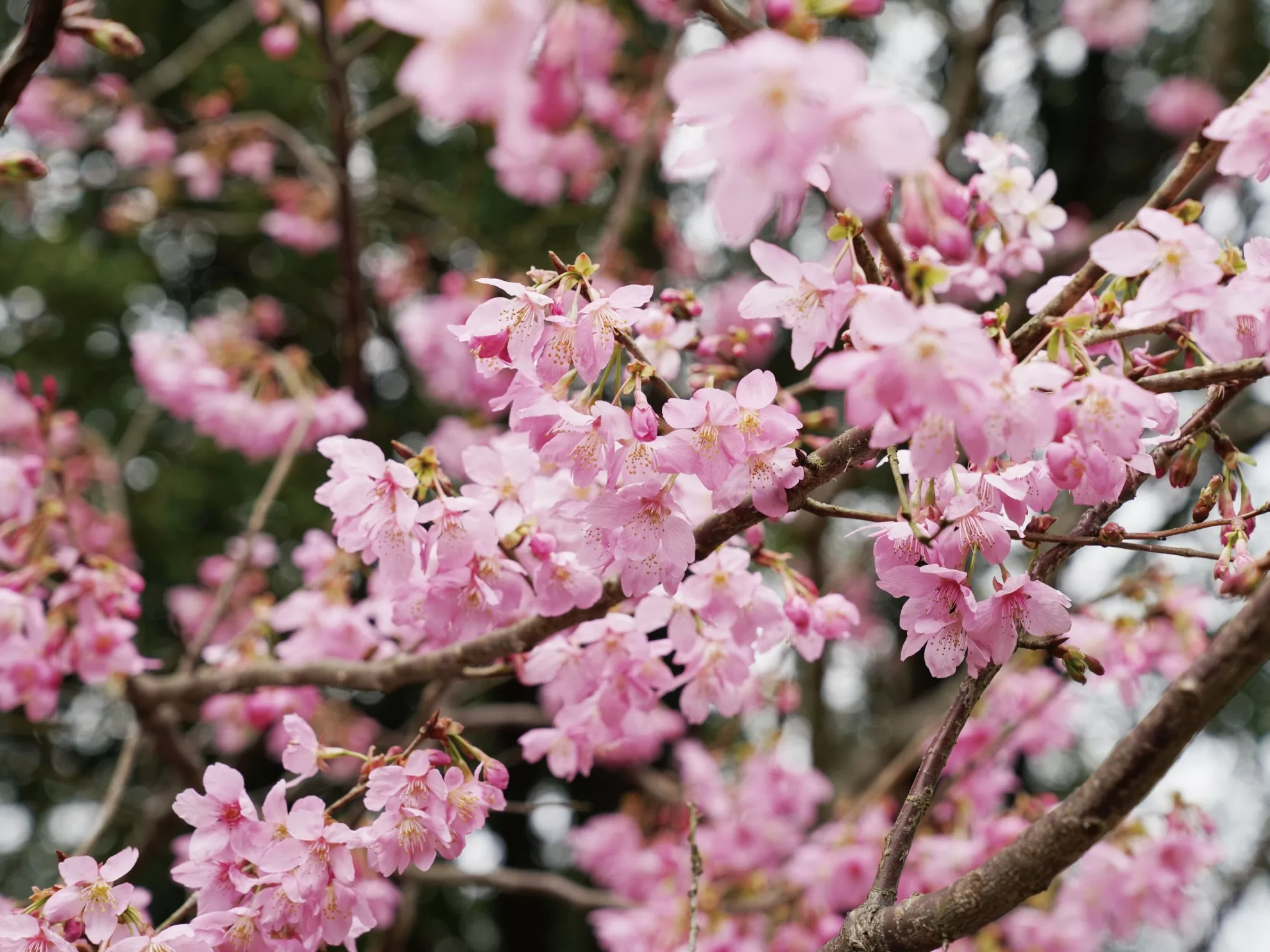 【櫻花季🌸賞花趣】富士櫻篇